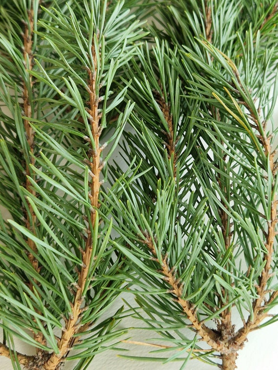Set of 30 Fresh Cut Pine Branches Real Geen Pine Branches Evergreen Branches  Christmas Decoration Christmas Swag Door Wreath Mantel Garland 