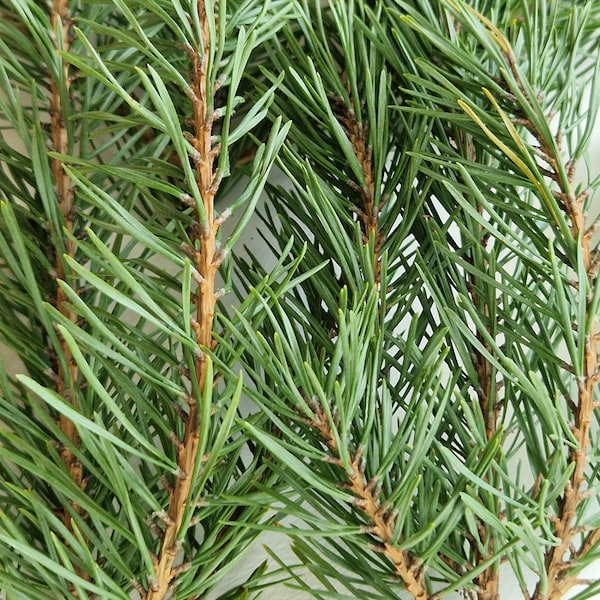 Set of 30 fresh cut pine branches real geen pine branches evergreen branches Christmas decoration Christmas swag door wreath mantel garland