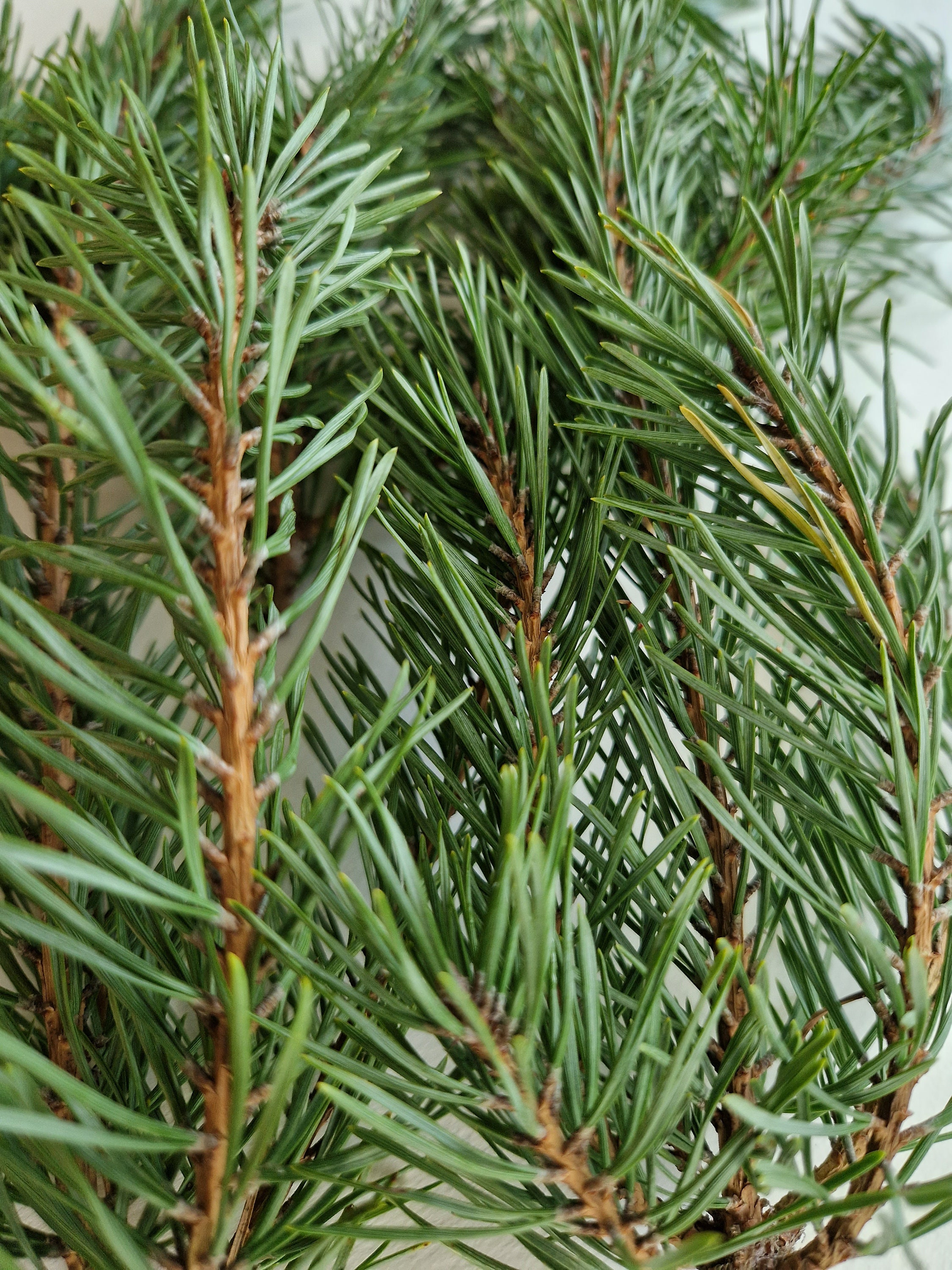 Set of 30 Fresh Cut Pine Branches Real Geen Pine Branches Evergreen