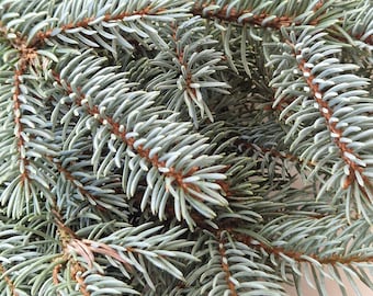 Set of 12 Natural sharp silver spruces branches fresh cut Christmas tree branches Fresh Winter tree Bundle Christmas Wreath Making Greenery