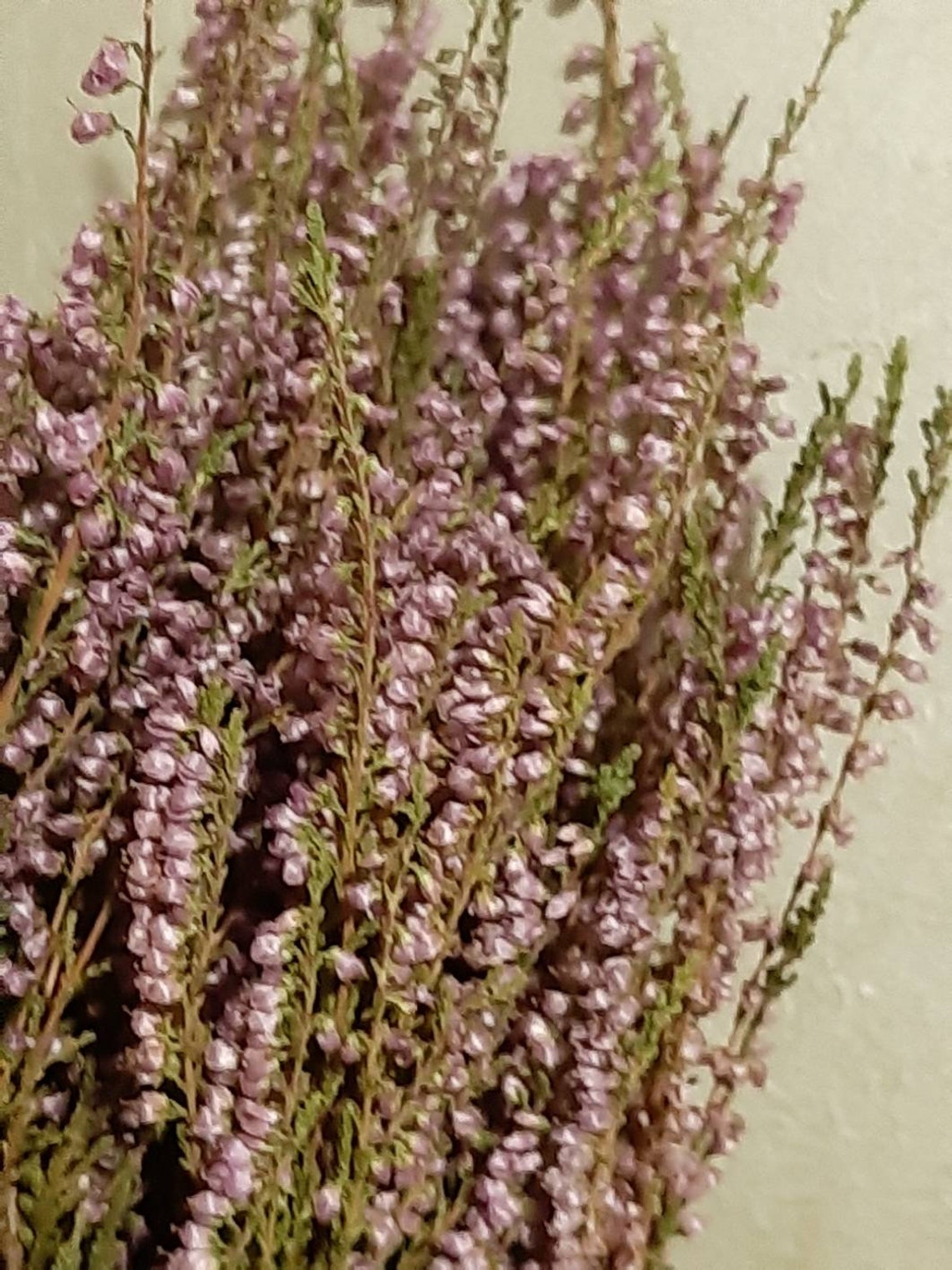 Heather Bouquet Dried Flower Bunch Dried Heather Flower Etsy