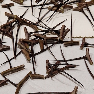 May include: A collection of brown, sharp, wooden thorns with a Y-shaped tip. The thorns are scattered on a white surface.