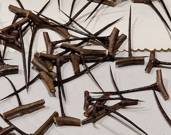 Real 50 Sharp thorns craft long spikes Black Hawthorn natural Crataegus douglasii thorn sticks with needles sharp Thorns Protection Spells