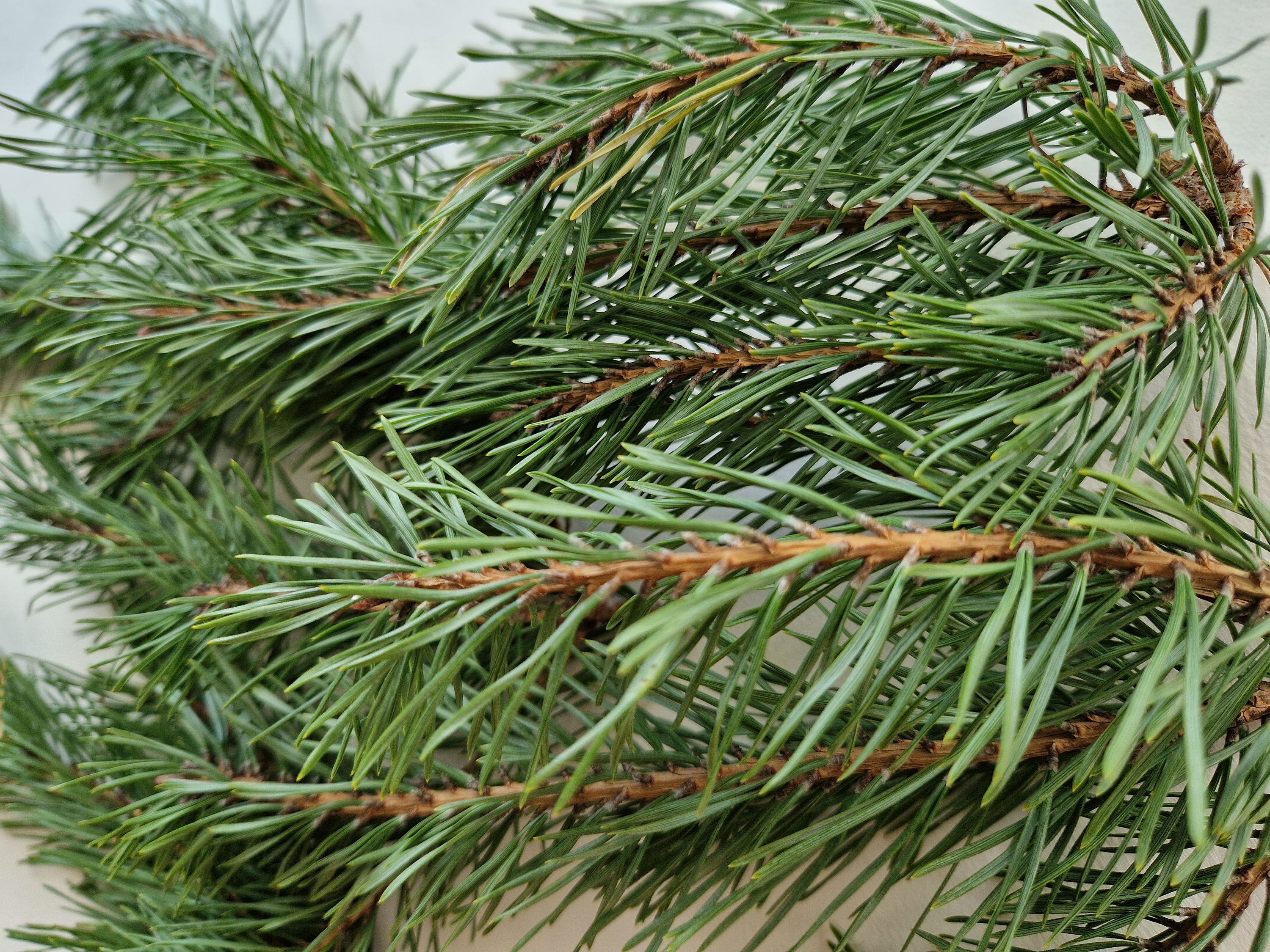 Set of 30 Fresh Cut Pine Branches Real Geen Pine Branches Evergreen