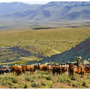 May include: A cowboy on horseback rides through a grassy valley with a herd of cattle. The valley is surrounded by rolling hills and mountains in the distance.