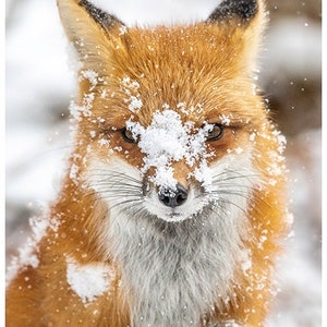 May include: A red fox with white fur on its chest and a white patch of snow on its nose, looking directly at the camera.