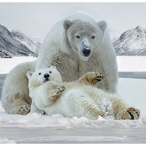 May include: A large polar bear with a white coat and a smaller polar bear cub with a white coat are playing in the snow. The bears are in a snowy landscape with mountains in the background.