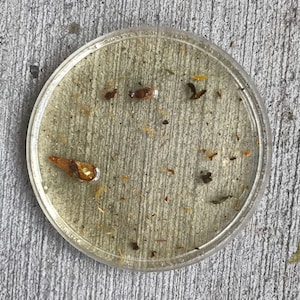 Puede incluir: Una placa de Petri redonda y transparente que contiene un líquido amarillo claro con pequeños trozos de materia orgánica. La placa está sobre una superficie de hormigón gris. La materia orgánica incluye pequeños trozos marrones y beige.