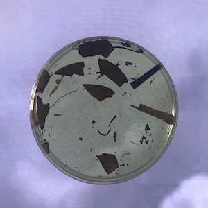 May include: A petri dish with a clear lid containing a sample of a substance with a light gray background and dark brown and black flecks.