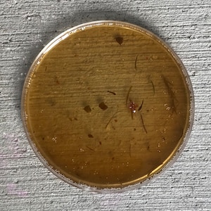 Saturnian Oil