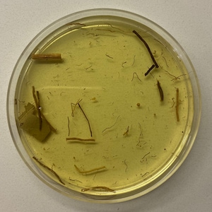 Olio di Tapa Boca (Shut Up)