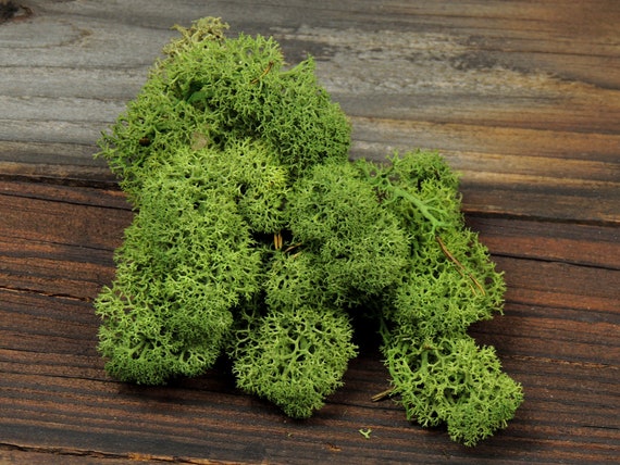 Reindeer Moss Preserved Moss Moss Decor Moss Green Wall Etsy