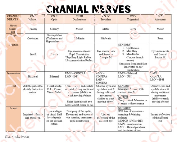 Cranial Nerves Reference Sheet/table/study Guide Perfect for Slps, Pts,  Ots, Nurses, and so Many More - Etsy UK