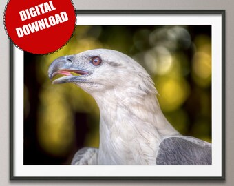 White Bellied Sea Eagle