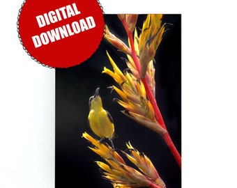 Sunbird