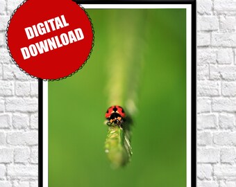 Dulce Dama