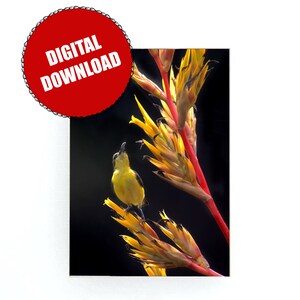 May include: A small yellow bird with a black head perches on a bright yellow and red flower with a dark background.