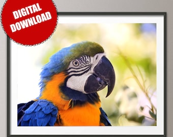 Macaw
