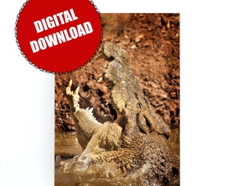 Saltwater Crocodile