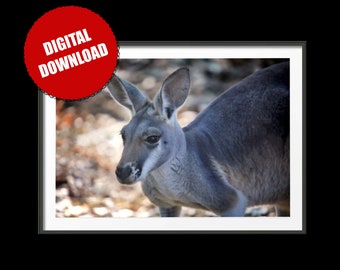 Kangaroo