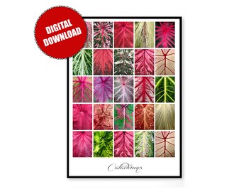 Caladiums 2