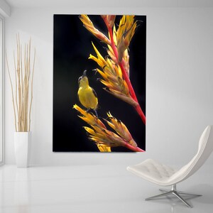 May include: A small yellow bird with a long beak perches on a bright red and yellow flower stalk against a black background.