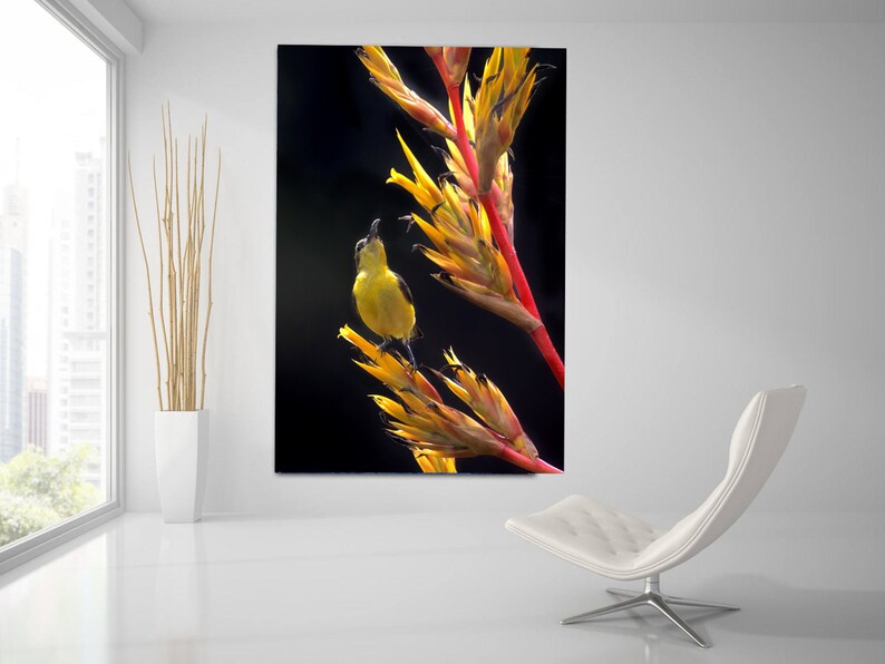 May include: A small yellow bird with a long beak perches on a bright red and yellow flower stalk against a black background.