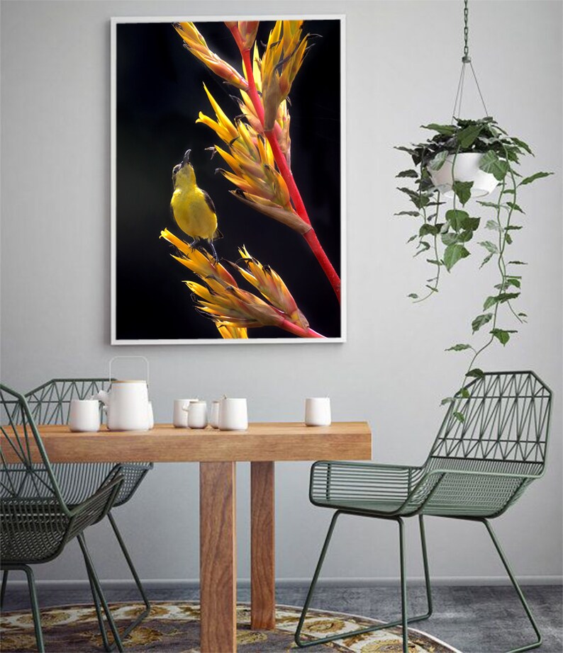 May include: A yellow bird perched on a red and yellow flower with a dark background.