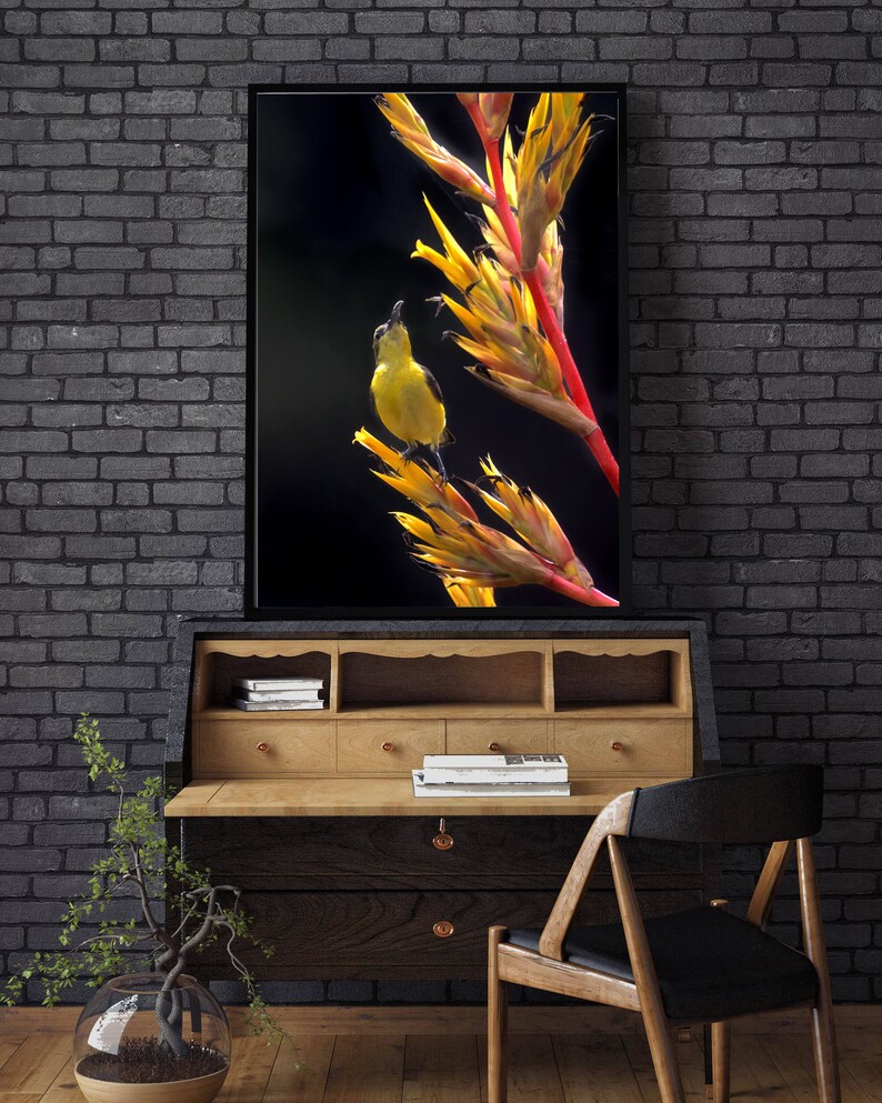 May include: A yellow bird perched on a bright yellow and red flower with a dark background.