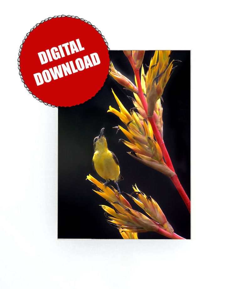 May include: A small yellow bird with a black head perches on a bright yellow and red flower with a dark background.