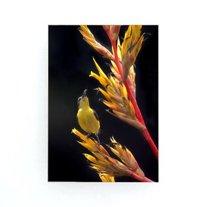 May include: A small yellow bird with a black head perches on a bright yellow and red flower. The background is black.