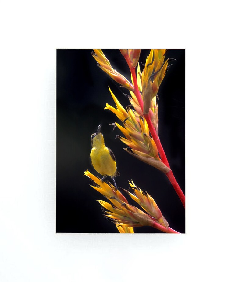 May include: A small yellow bird with a black head perches on a bright yellow and red flower. The background is black.