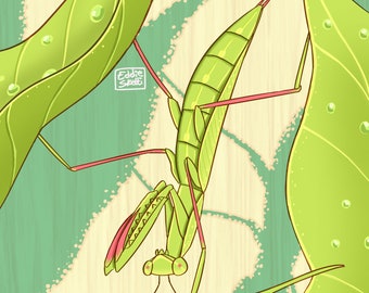 Praying Mantis Print