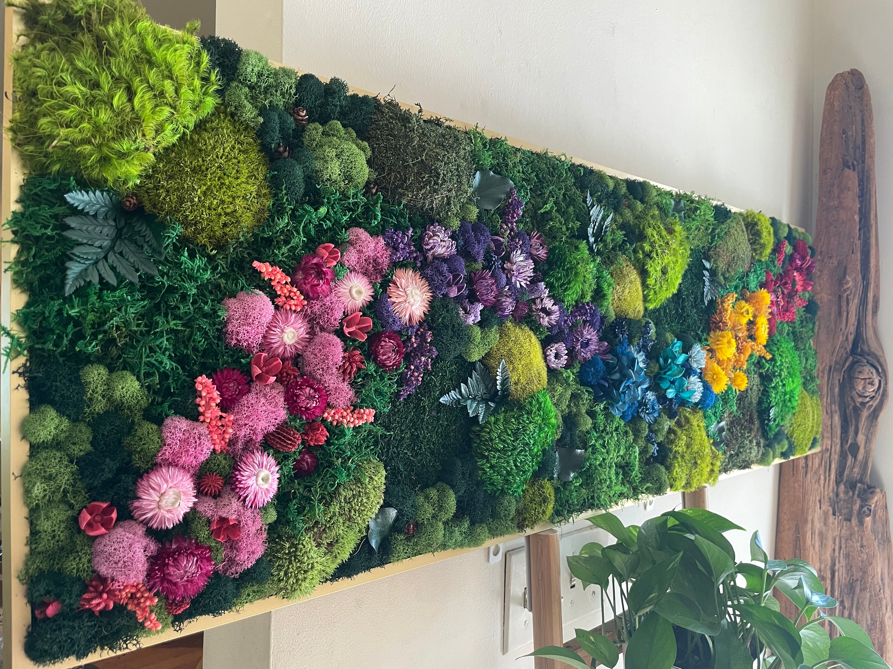 VENDIDO Arte de pared de musgo preservado con plantas de aire vivas -   España
