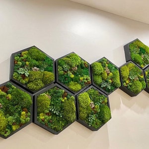 Moss Art. Hexagon. Moss Wall Art. Collage Art. Wall Collage. Moss Art. Gifts
