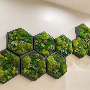 Moss Art. Hexagon. Moss Wall Art. Collage Art. Wall Collage. Moss Art. Gifts image 1