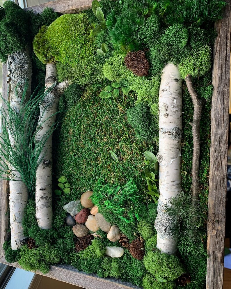 Moss Wall Art. 13x11. Vertical Garden. Preserved Moss Birch | Etsy