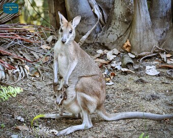 Kangaroo print - Kangaroo Joey - Australian Animal Print - Nature Print - Nature Photo - Baby Kangaroo Print - Baby Animal Prints - Wall Art