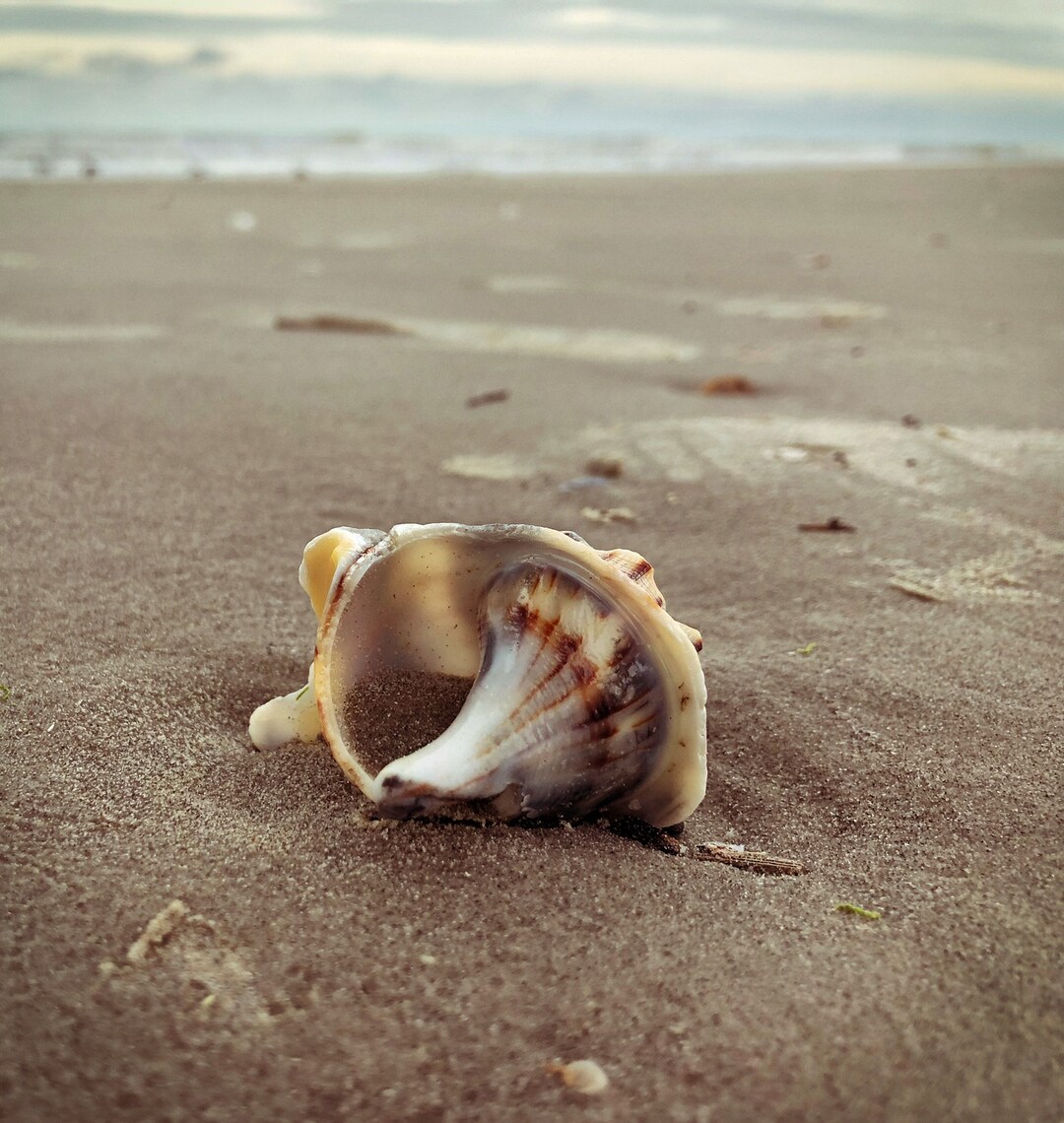 Seashell Shell Galveston Texas Beach Sand Water Ocean Gulf of Mexico