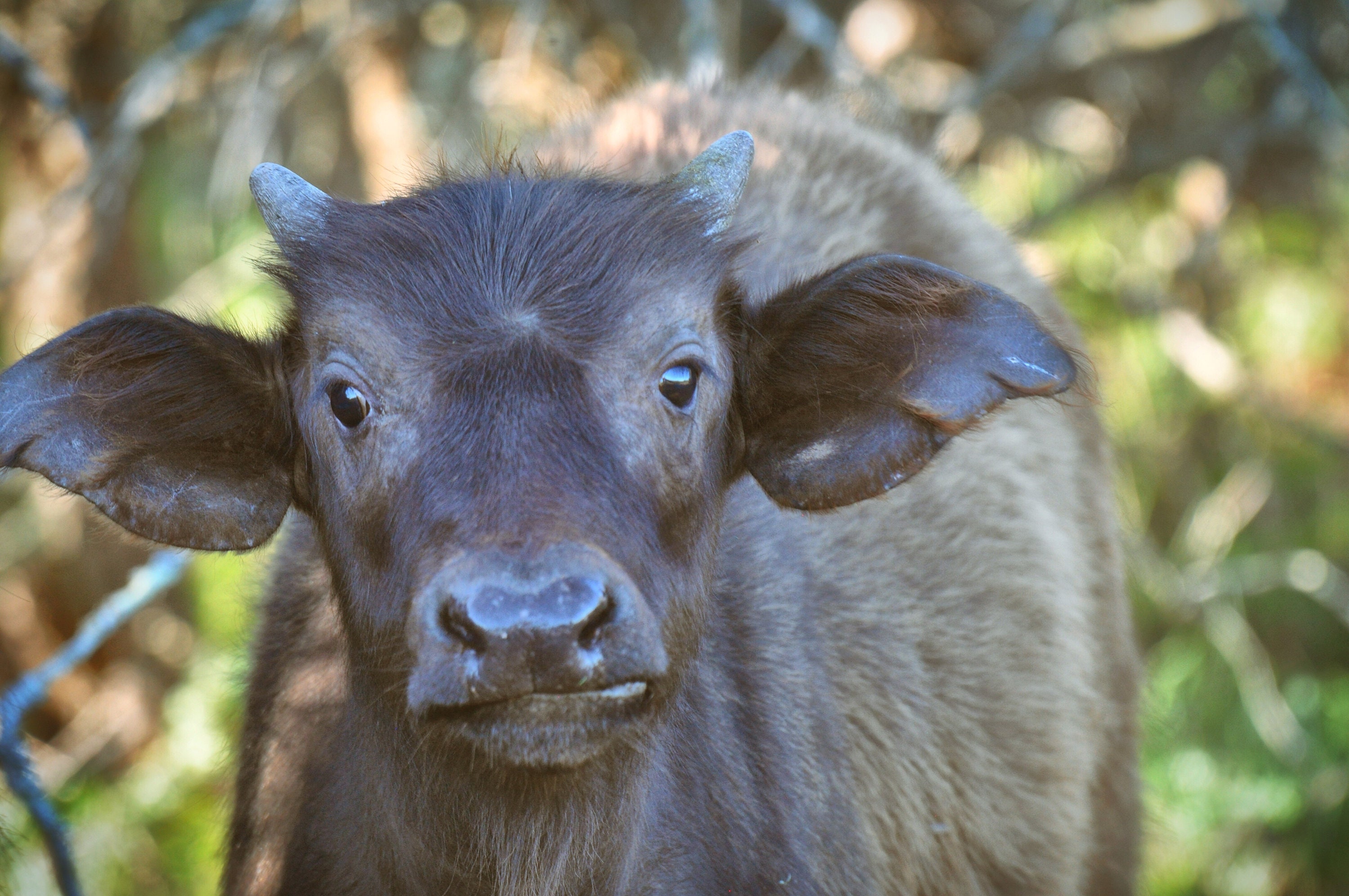 Cape Buffalo Animal Photography Wildlife Photo African