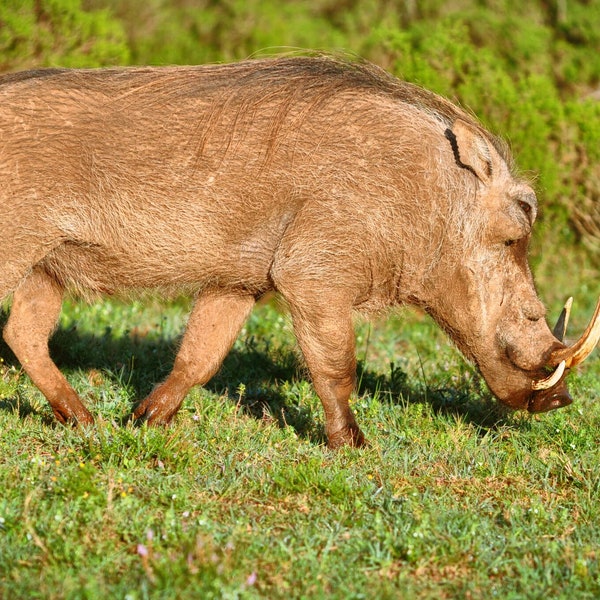 Pumba - Warthog - Arkansas mascot - Pig sooie - Mascot photo - Wild hog Tusk - Wild hog - Hog Print - Grassland - Pumbaa