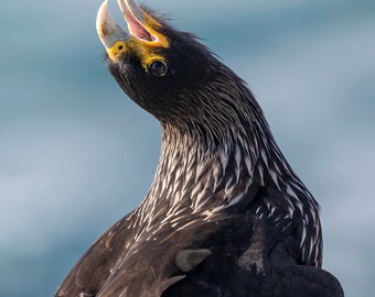Gestreepte caracara-foto digitale download