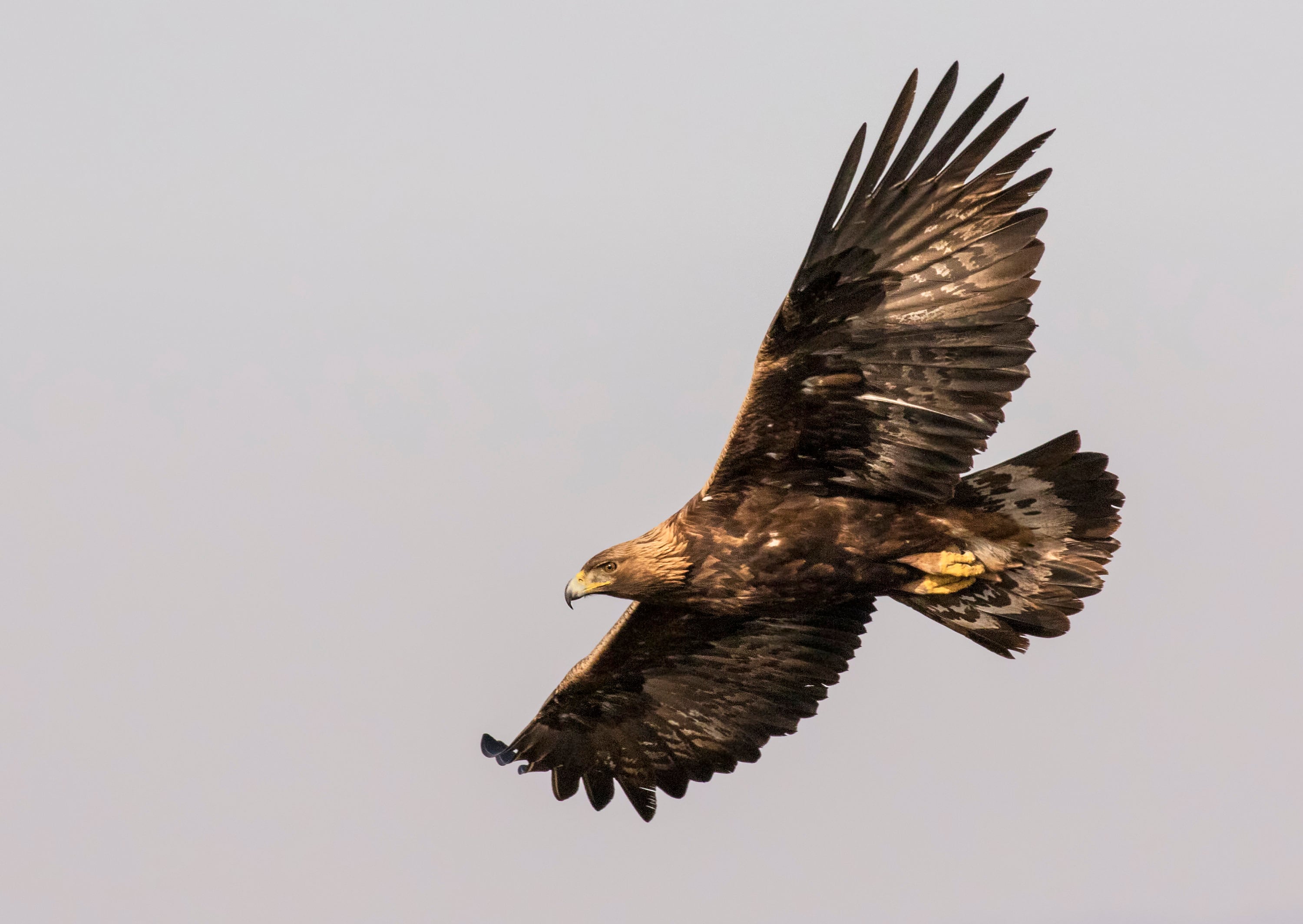 Golden Eagle in Flight A4 Photo Framed or print only Etsy