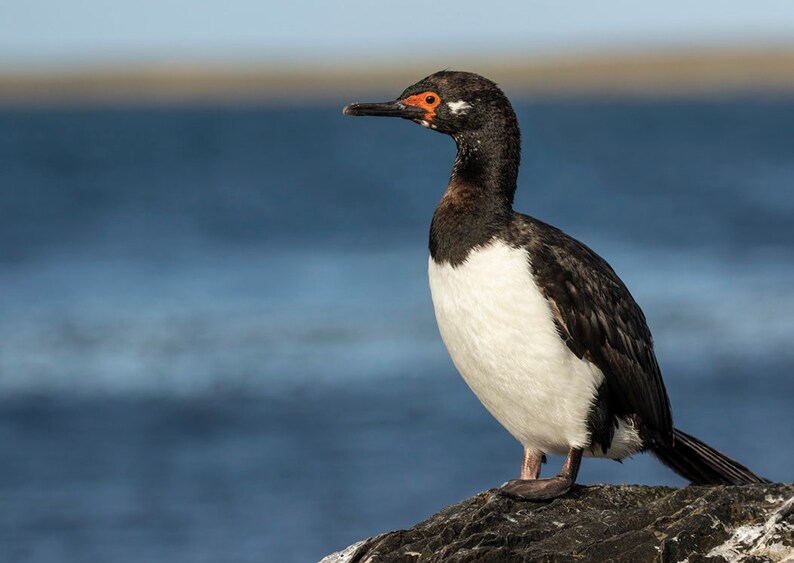 Rock Shag Photo Digital Download - Etsy