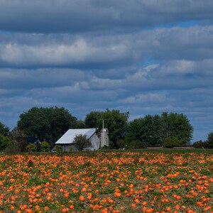 Könnte beinhalten: Ein Feld mit orangefarbenen Kürbissen vor einer weißen Scheune mit blauem Himmel und weißen Wolken im Hintergrund.