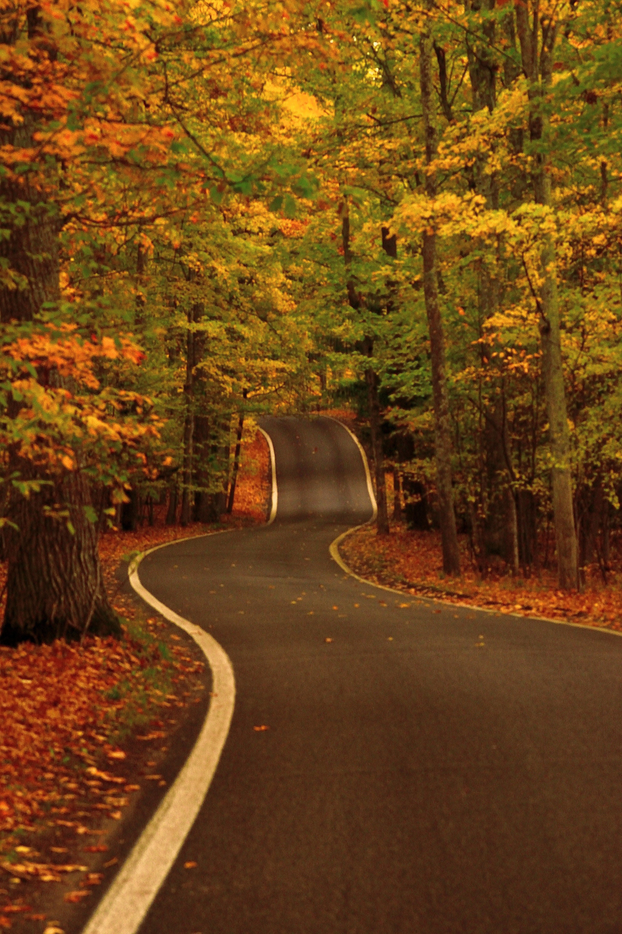 Tunnel of Trees 3 DSC_2267 Fall Color Trees Winding Road Etsy