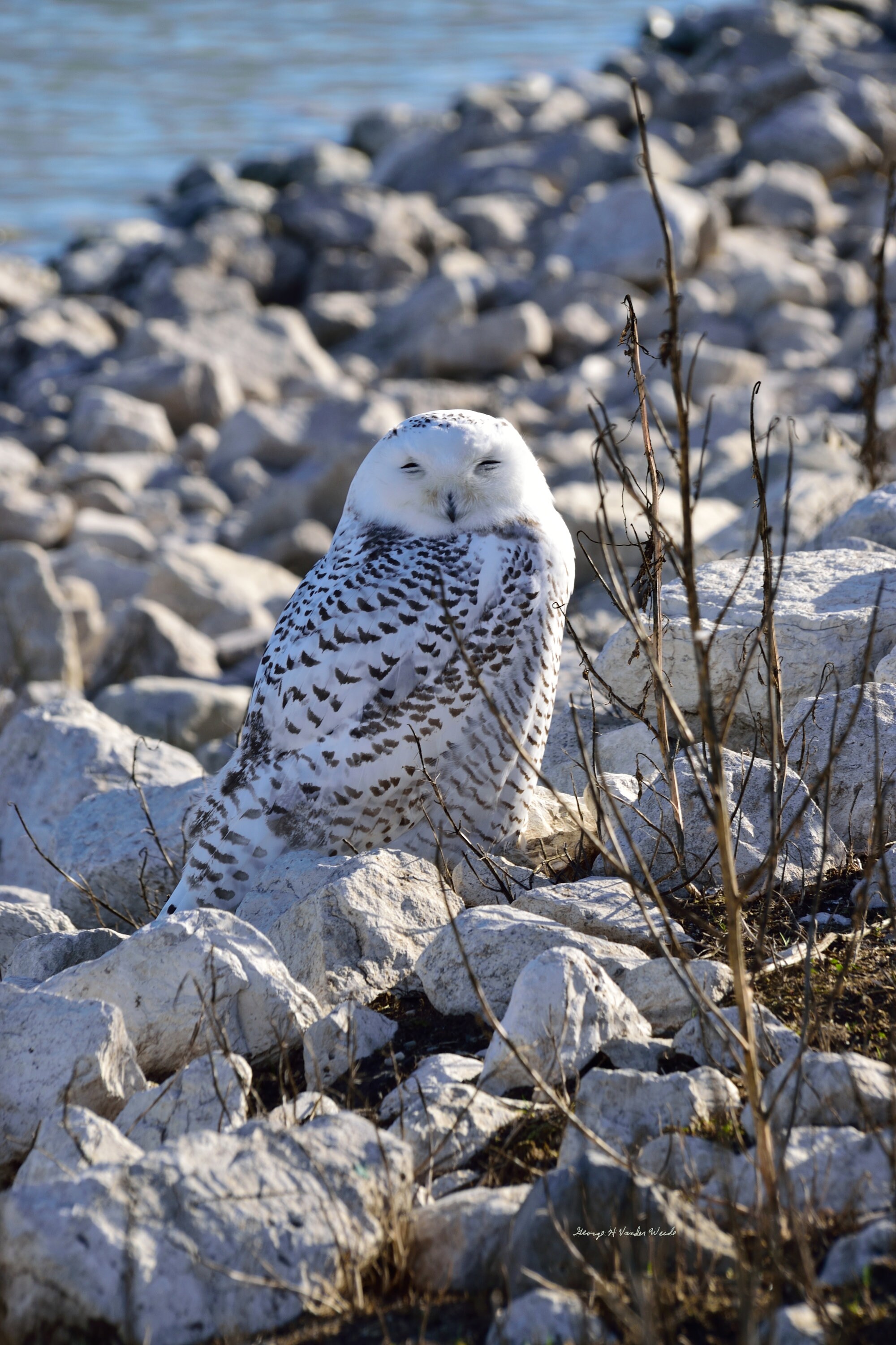 Owl on the Rocks DSC_6491_1280 Snowy owl sitting on rocks, Raptor, wildlife photo, Nature
