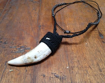 Tribal Jewelry Supply Peruvian animal Big Polished and Cleaned Sea Lion Tooth Real Sea Lion tooth for making Jewelries or Accessories