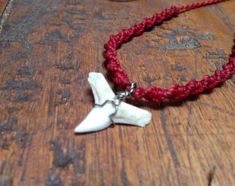 Tribal Jewelry Supply Peruvian animal Big Polished and Cleaned Sea Lion Tooth Real Sea Lion tooth for making Jewelries or Accessories