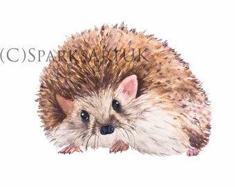 Hedgehog - gorgeous giclee print of original watercolour painting